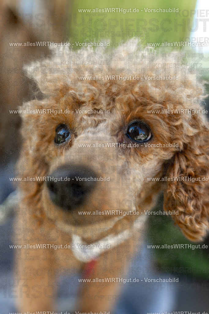 Hundeschwimmen_Volksbad_2026-allesWIRTHgut_Tierfotografie-2609061112-102200-7R509515 | Professionelle Tierfotografie in Mönchengladbach von Daniel Wirth (allesWIRTHgut). Liebevolle & natürliche Bilder von Hunden & Katzen für unvergessliche Erinnerungen.
