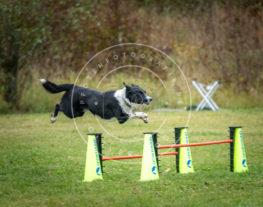 Pfotenfotografie_DV3A1518 | Hundefotografie, Tierfotograf, Pfotenfotografie, Fotoshooting Hund, Hunde Portrait, Hundesport, Hundeportraits, Heideshooting, Hunde, Sportfotograf, Hundefotograf, Turnierhundsport, THS,  - Realisiert mit Pictrs.com