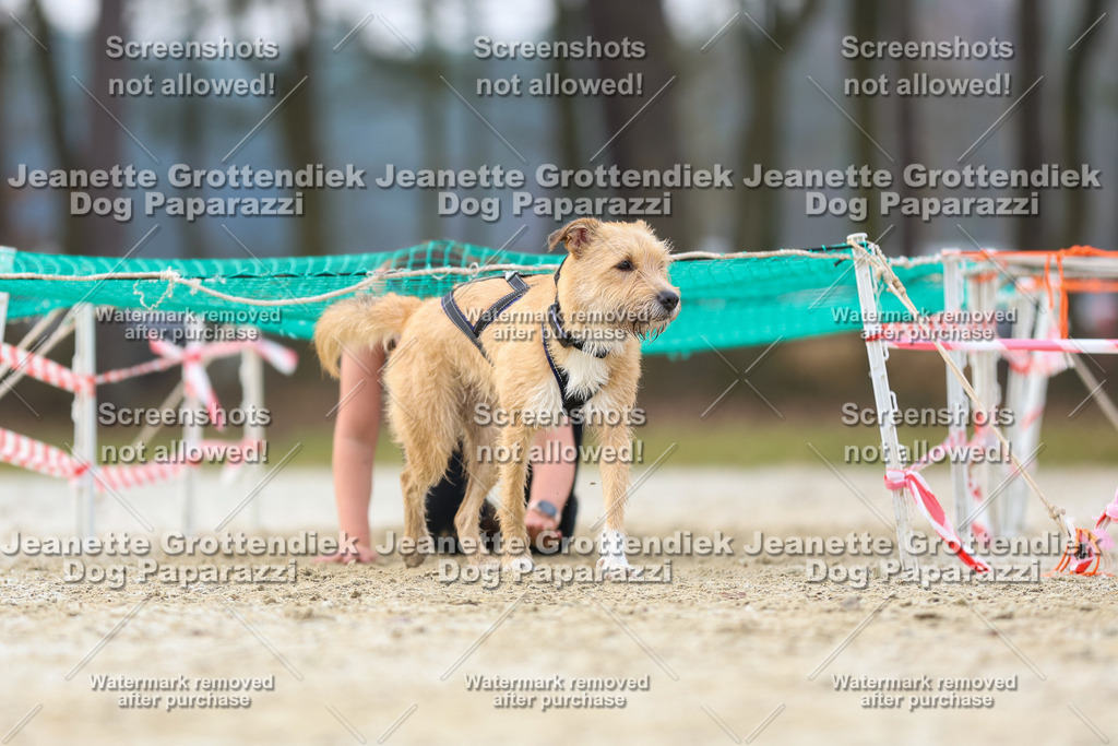 Dog Paparazzi - Strongdog North Mrz26-4099 | Dog Paparazzi Jeanette Grottendiek Fotografie & Videografie - Realisiert mit Pictrs.com
