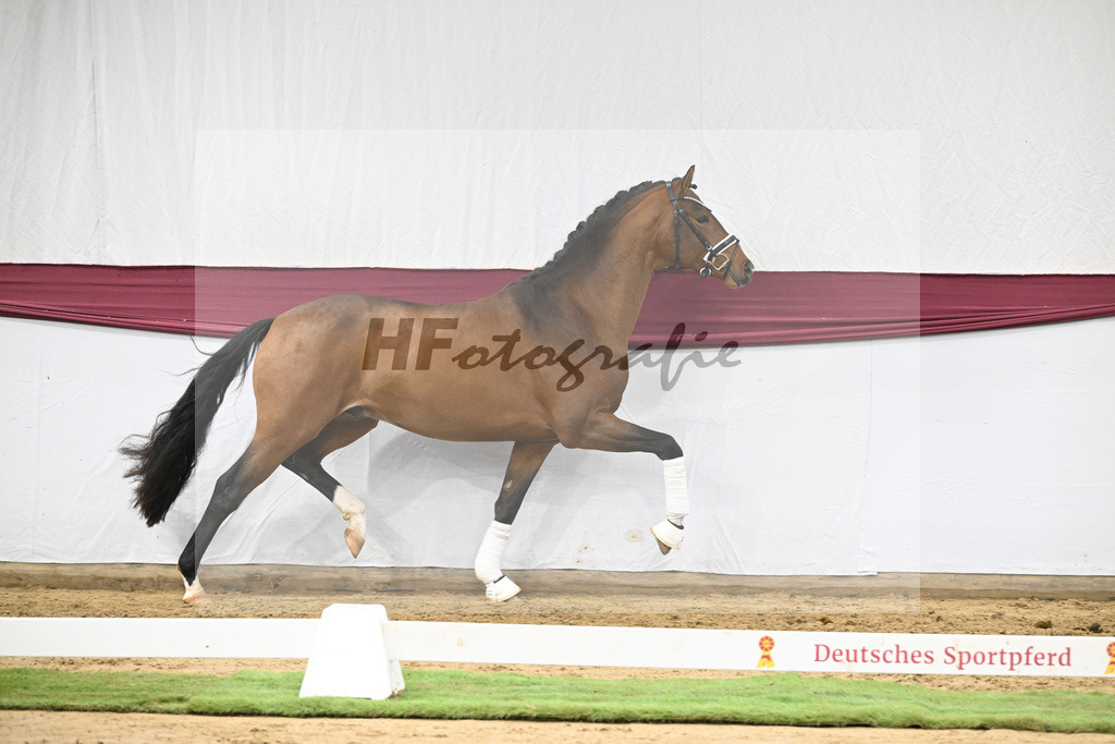 Kat-Nr. 120 Fanegro x Bequia_Johannes Gaab_47253925 | hf-fotografie - Realisiert mit Pictrs.com