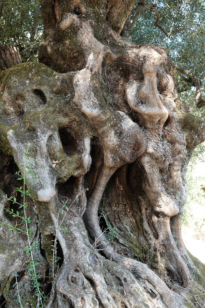 Stories of the Ancient Olive Trees | Ancient Olive Trees