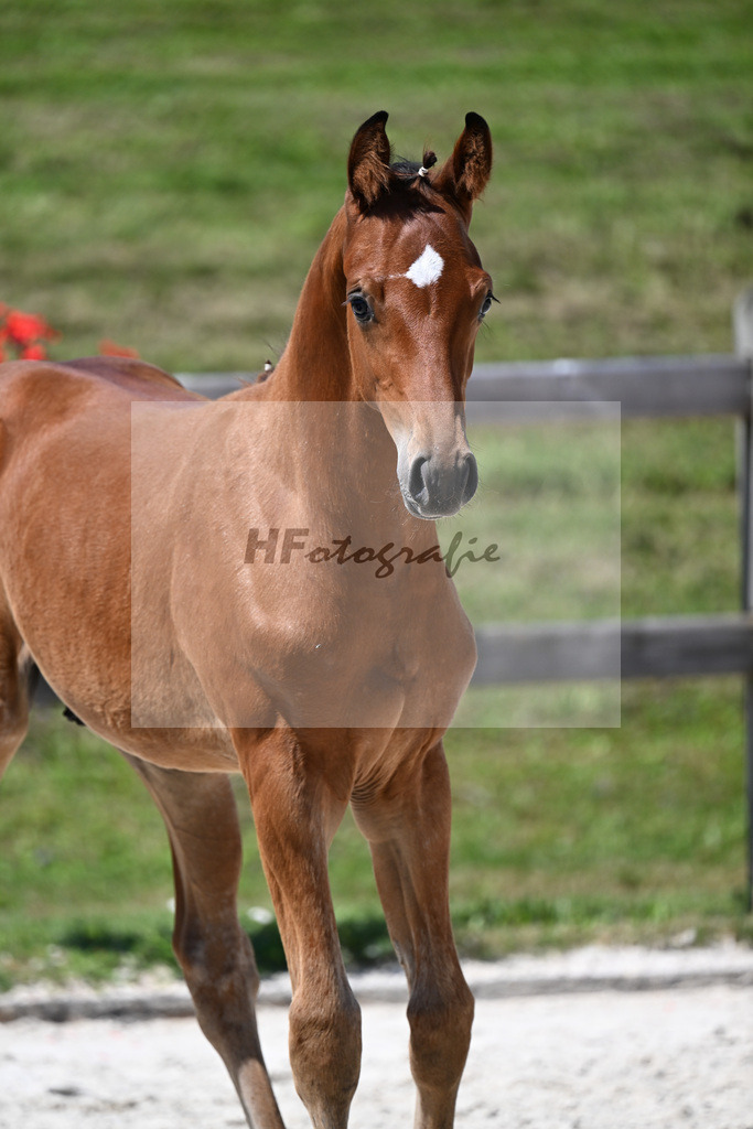 Kat-Nr. 19 Ermitage Kalone x Diaroado_HF_Hansmeyer_24250466 | hf-fotografie - Realizzato con Pictrs.com