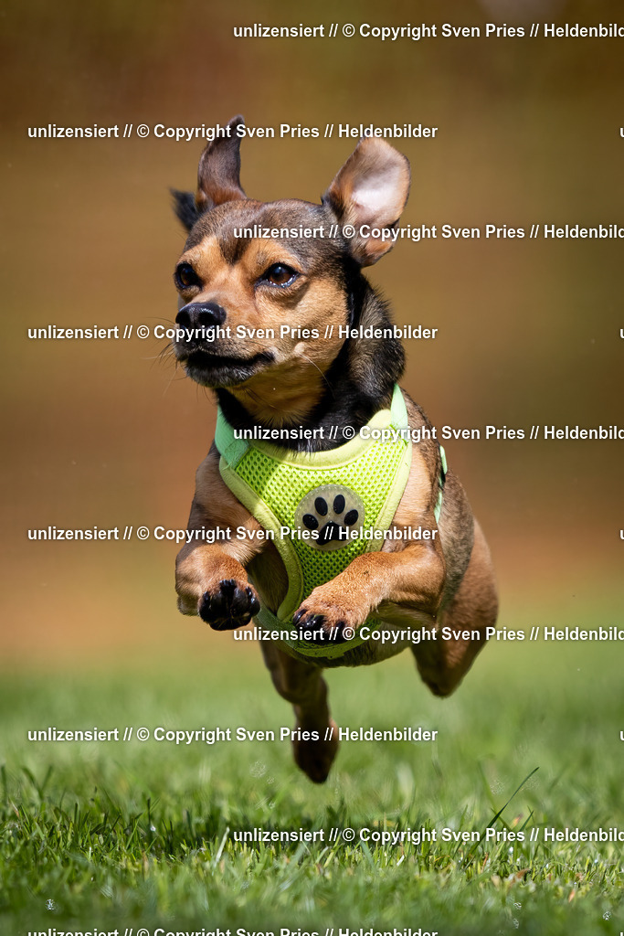 Sven Pries | 2024-04-21 - Hunderennen Baden-Oos
Foto: Sven Pries - Realisiert mit Pictrs.com