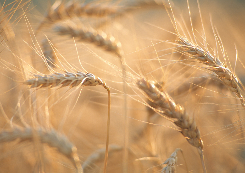 Getreidefeld im Gegenlicht | Austria - 2009: Getreidefeld im Gegenlicht. - Realisiert mit Pictrs.com