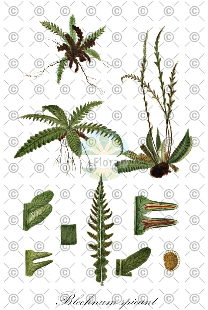 HistAbb_EMP_160_SRC_Schlechtendal_FLORAD_SIMPLE | Historische Abbildung von Blechnum spicant - Blechnaceae (Rippenfarn) | Historical Illustration of Blechnum spicant - Blechnaceae (hard-fern)
