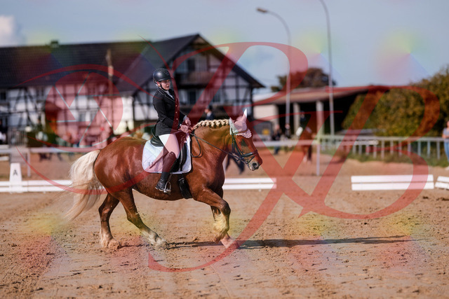 2026_10_03_Siefer-Hof_114427_Z81_87480890 | Professionelle Reitsport-, Turnier- und Eventfotografie von Robert Broda. Galerien mit ausgewählten und bearbeiteten Bildern direkt online ansehen und bestellen.