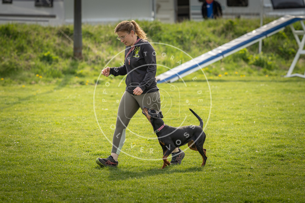 Pfotenfotografie_DV3A5006 | Hundefotografie, Tierfotograf, Pfotenfotografie, Fotoshooting Hund, Hunde Portrait, Hundesport, Hundeportraits, Heideshooting, Hunde, Sportfotograf, Hundefotograf, Turnierhundsport, THS,  - Realisiert mit Pictrs.com