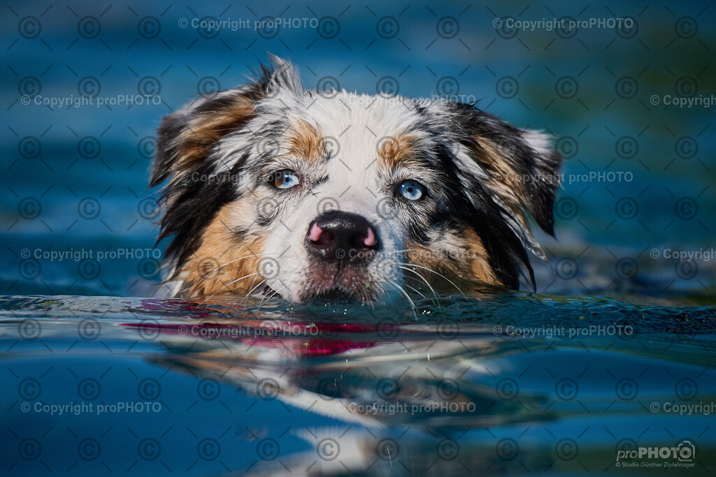 192_202509_4Hundebadetag_NZ9_2745 | proPHOTO - Realisiert mit Pictrs.com