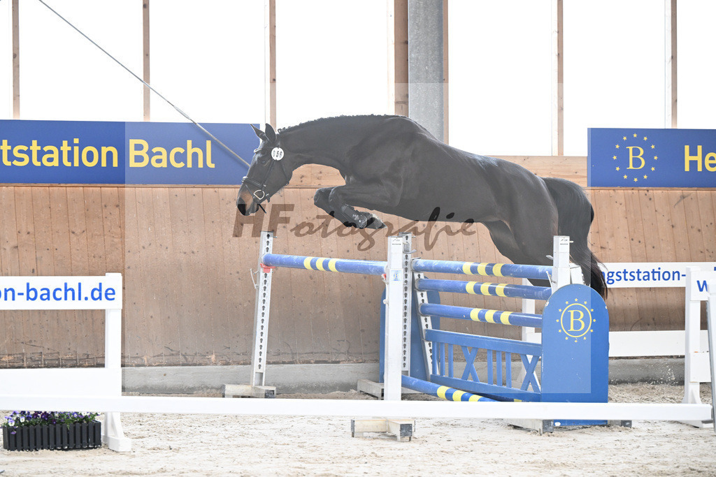 Kat-Nr. 56 Cosita de lAbbaye v. Adzarro de lAbbaye_Steininger_5251686 | hf-fotografie - Realisiert mit Pictrs.com