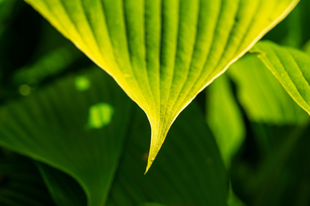 2023_08_13_HH-BOTANISCHER-GARTEN_MCP1522 | Hochwertig gedruckte Fotografien für die Wand, als Kalender und zum Verschenken. Hamburg & Norddeutschland und überall wo ich mit der Kamera unterwegs war.