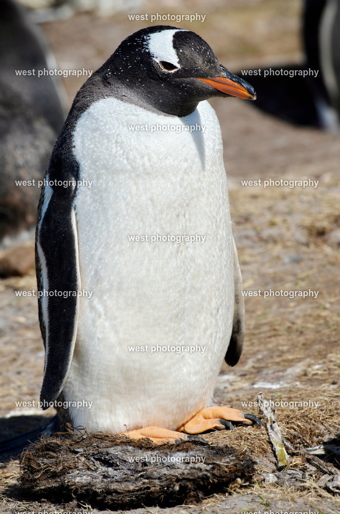 Gentoo Penguin 2 SND - FLK 2014 | west photography - Realisiert mit Pictrs.com