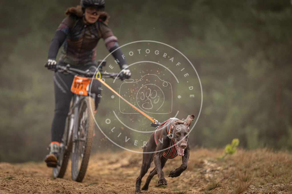 Pfotenfotografie_DV3A2726 | Hundefotografie, Tierfotograf, Pfotenfotografie, Fotoshooting Hund, Hunde Portrait, Hundesport, Hundeportraits, Heideshooting, Hunde, Sportfotograf, Hundefotograf, Turnierhundsport, THS,  - Realisiert mit Pictrs.com