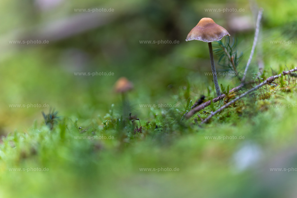 Pilzlandschaft auf Moos | tolle Szene mit Pilzen aus dem Moos - Realisiert mit Pictrs.com