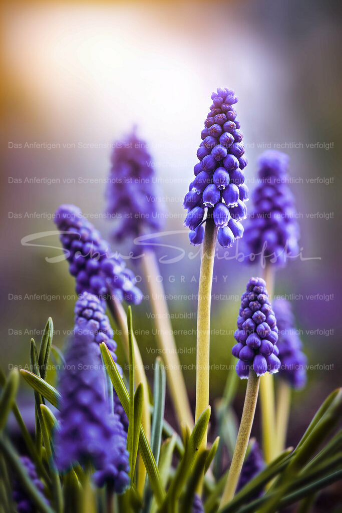 Wandbild Traubenhyazinthe | People- und Tierfotografie, Imageaufnahmen, Veranstaltungsfotografie und Wandbilder aus der Natur ★ Made in Germany ✔️ Druck + Downloads ✔️ Naturfotografie in Top Qualität ★ schneller Versand, weltweite Lieferung! - Realisiert mit Pictrs.com