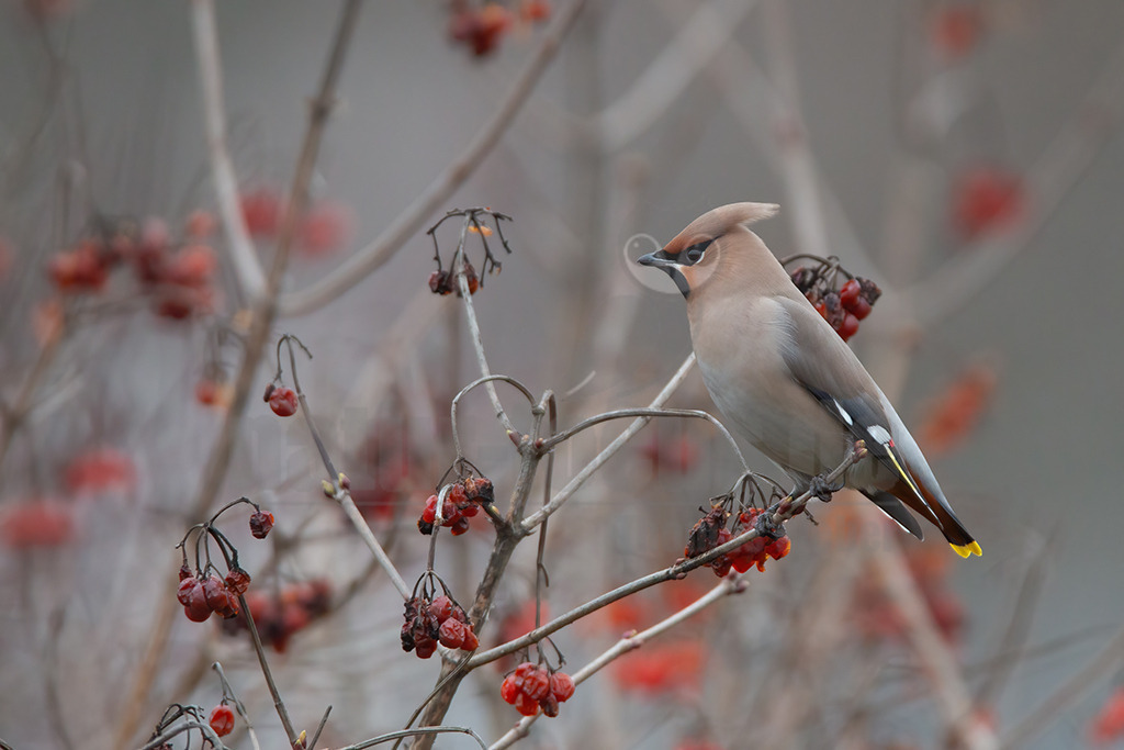 20170225163500 | Seidenschwänze sind etwa Amsel große, kompakte Vögel mit kurzem Schnabel und Schwanz. Ihr Gefieder ist bräunlich-beige mit einem auffallend gelb-weißem Flügelmuster und einem gelben Schwanzende. Charakteristisch sind der rostbraune, spitze Federschopf am Kopf und die schwarze Augenmaske. Sein Gesang ist ein hohes, feines Sirren, wie eine kleine Klingel als Kontaktruf vor dem Abfliegen des Schwarmes, manchmal auch ein gedämpftes, quäkendes Rätschen. - Realisiert mit Pictrs.com