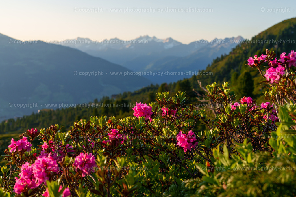 Almrosenblühte Zillertaler Höhenstrasse copyright  Thomas Pfister-3 | PHOTOGRAPHY BY THOMAS PFISTER