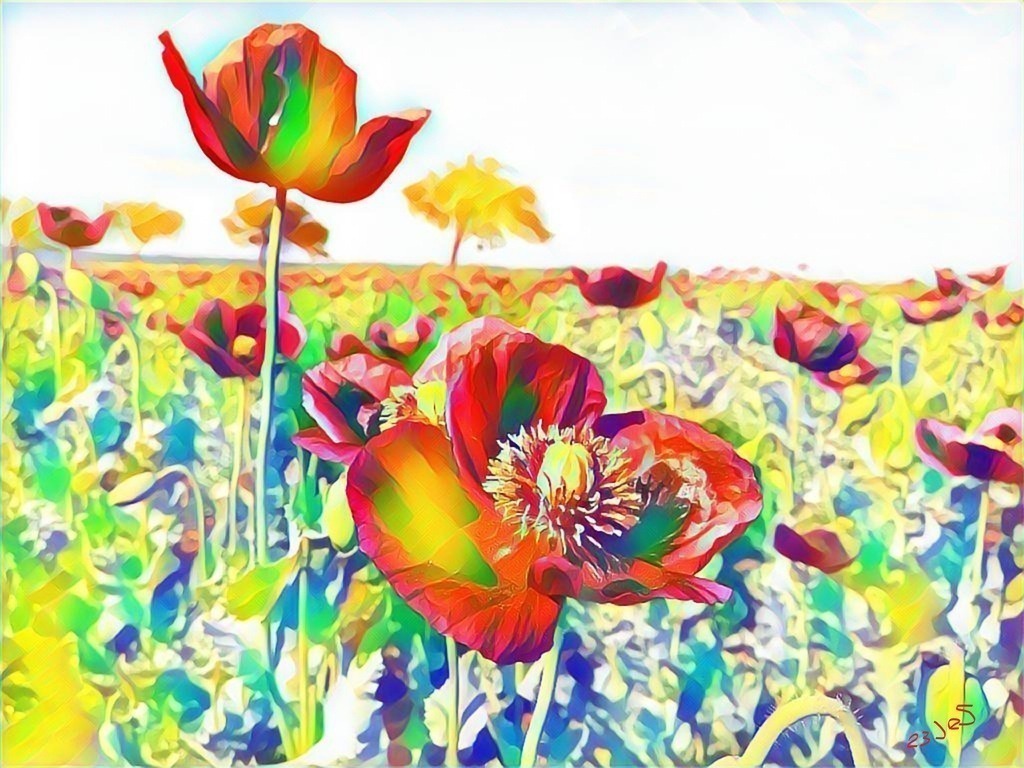 Mohnblüte im Wald4tel | example of gallery "abstract, graphic, magical" (magic moments collection)