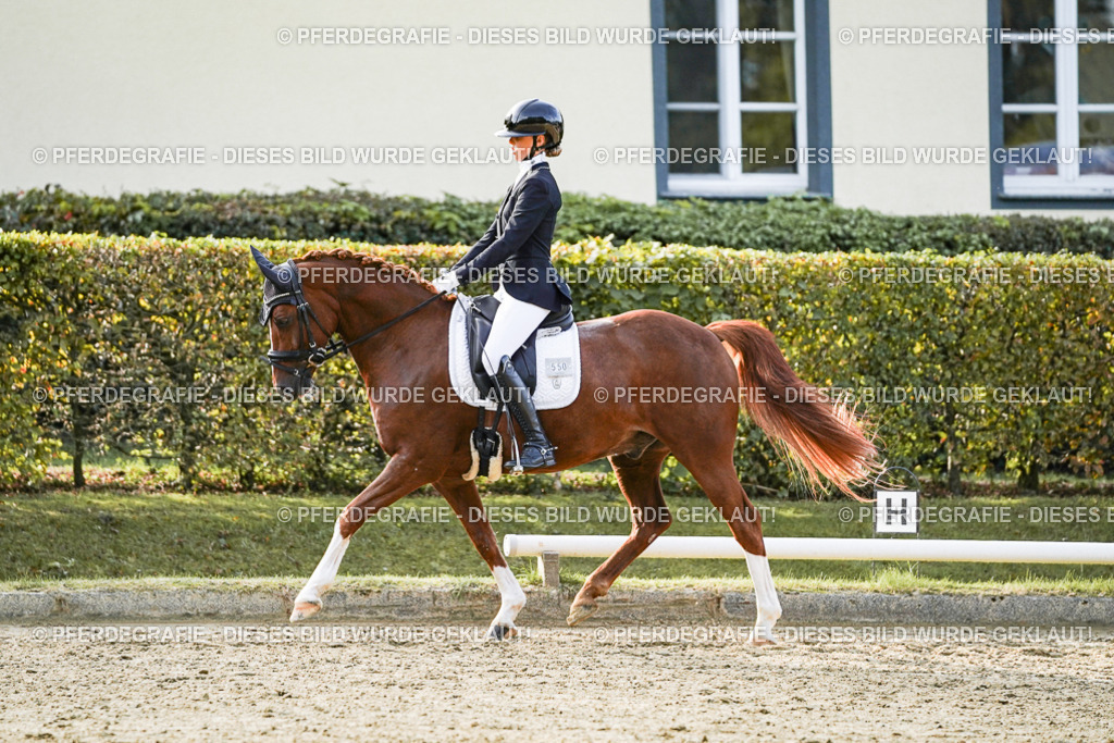 DSC04670 | Pferdegrafie