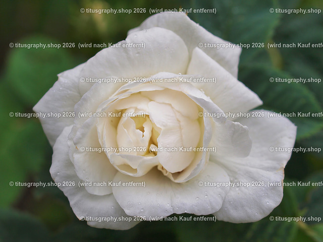 titusgraphy-P6080467_var-108 | Fotokunstarbeit aus der INSTAGRAM-Gallerie auf titusgraphy.eu - Realisiert mit Pictrs.com