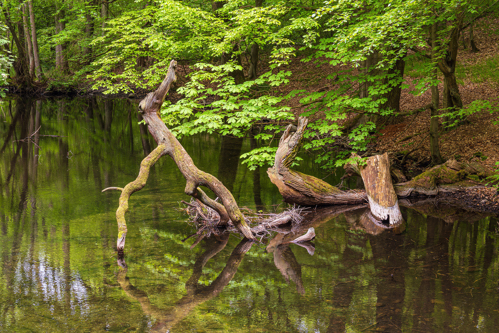 Landschaft im Nebeldurchbruchstal zwischen Serrahn und Kuchelmiß | Landschaft im Nebeldurchbruchstal zwischen Serrahn und Kuchelmiß.