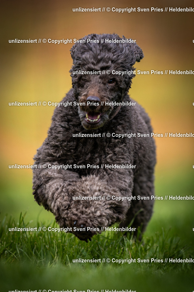 Sven Pries | 2025-04-13 - Hunderennen Baden-Baden - Realisiert mit Pictrs.com