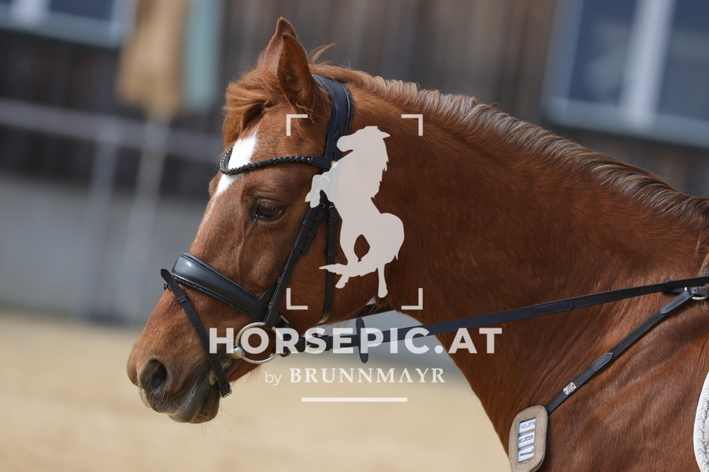 0P6A9250 | Willkommen bei Brunnmayr - Design & Fotografie – Ihrem Spezialisten für Reitturniere und Pferdeveranstaltungen in Oberösterreich, Salzburg und Bayern! Seit über 17 Jahren sind wir leidenschaftlich dabei.