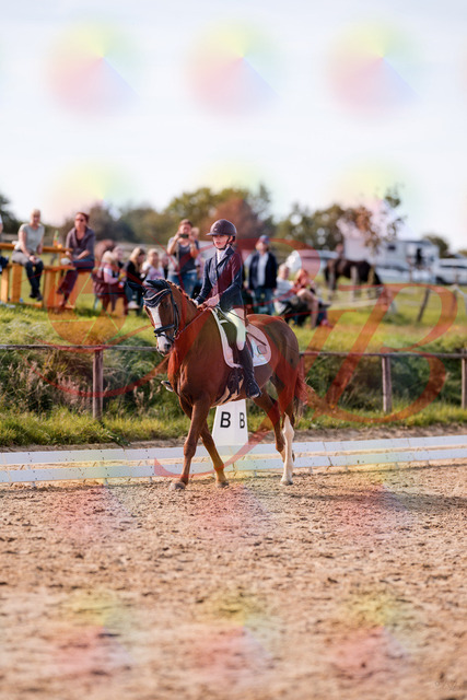 2026_10_03_Siefer-Hof_133126_Z81_85270668 | Professionelle Reitsport-, Turnier- und Eventfotografie von Robert Broda. Galerien mit ausgewählten und bearbeiteten Bildern direkt online ansehen und bestellen.