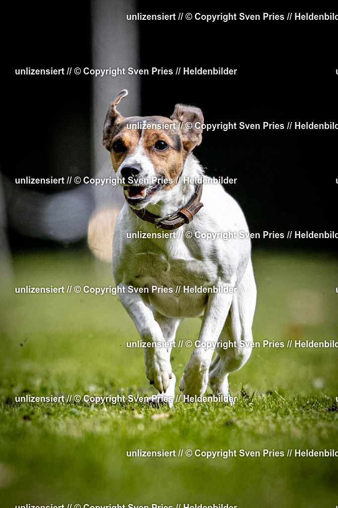Sven Pries | 2025-10-03 - Hunderennen Obergrombach - Realisiert mit Pictrs.com