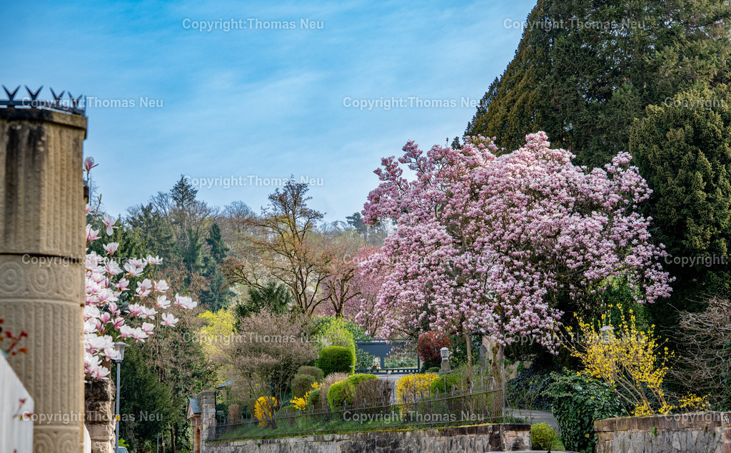 Fruehling-Bensheim-Magnolienblueten-Kirchbergviertel-Fotografie-thomas-neu--34 | Im Kirchbergviertel von Bensheim zeigt sich der Frühling von seiner schönsten Seite: Entlang der Ernst-Ludwig-Straße stehen prächtige Magnolien in voller Blüte und prägen das ruhige Wohngebiet mit ihren zarten rosa Blüten. Die gepflegten Gärten, die Hanglage und das viele Grün verleihen diesem Teil der Bergstraße eine besondere Atmosphäre. Gerade im Frühjahr zählt das Kirchbergviertel zu den reizvollsten Motiven in Bensheim und ist ein beliebtes Ziel für Spaziergänger und Fotografen., ,Bild: Thomas Neu