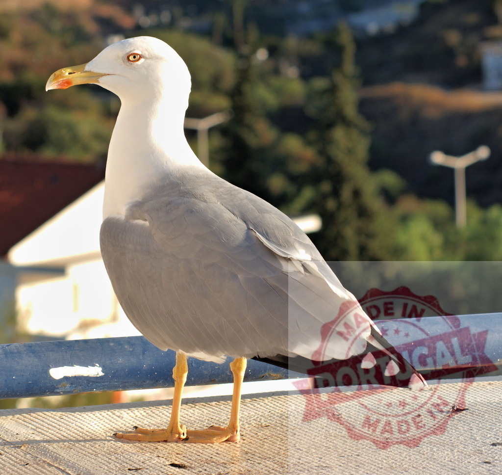 Seagull standing on a ledge looking right | Seagull posing, showing its profile and distinctive markings - Realisiert mit Pictrs.com