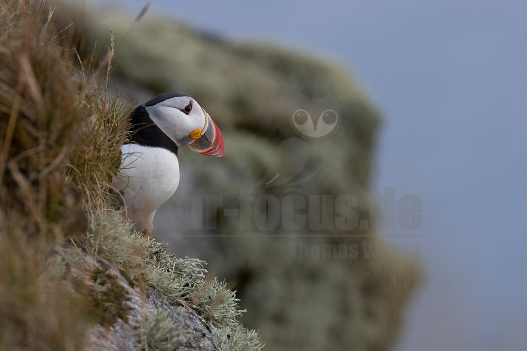 R5NF0699-20230721 | Der Papageitaucher – auch Papageientaucher oder Puffin genannt – ist eine Vogelart aus der Familie der Alkenvögel. Die Art brütet in Erdhöhlen an und auf Klippen oder an deren Fuß im Nordatlantik sowie im westlichen Nordpolarmeer. - Realisiert mit Pictrs.com