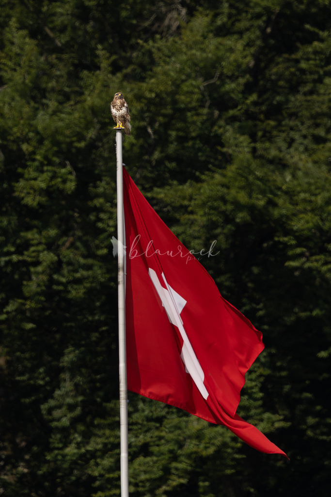 Mäusi-2 | Sportbilder, Sportfotograf, Hochzeits- und Eventfotografin, Flugshows, Portraits und Tiershooting, Aviation, Downhill, Nationalleague, Swissleague, International