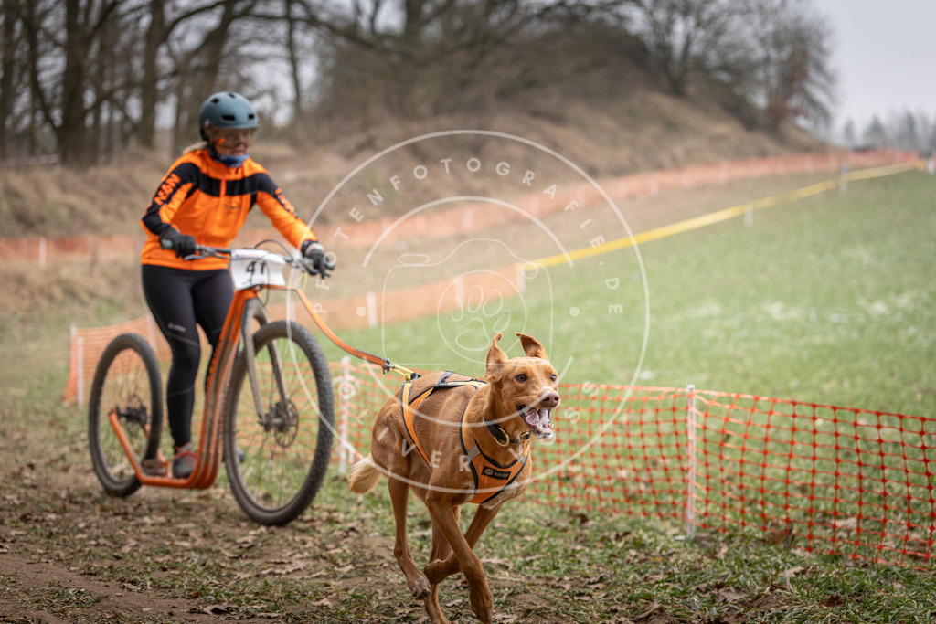 Pfotenfotografie_DV3A6570 | Hundefotografie, Tierfotograf, Pfotenfotografie, Fotoshooting Hund, Hunde Portrait, Hundesport, Hundeportraits, Heideshooting, Hunde, Sportfotograf, Hundefotograf, Turnierhundsport, THS,  - Realisiert mit Pictrs.com