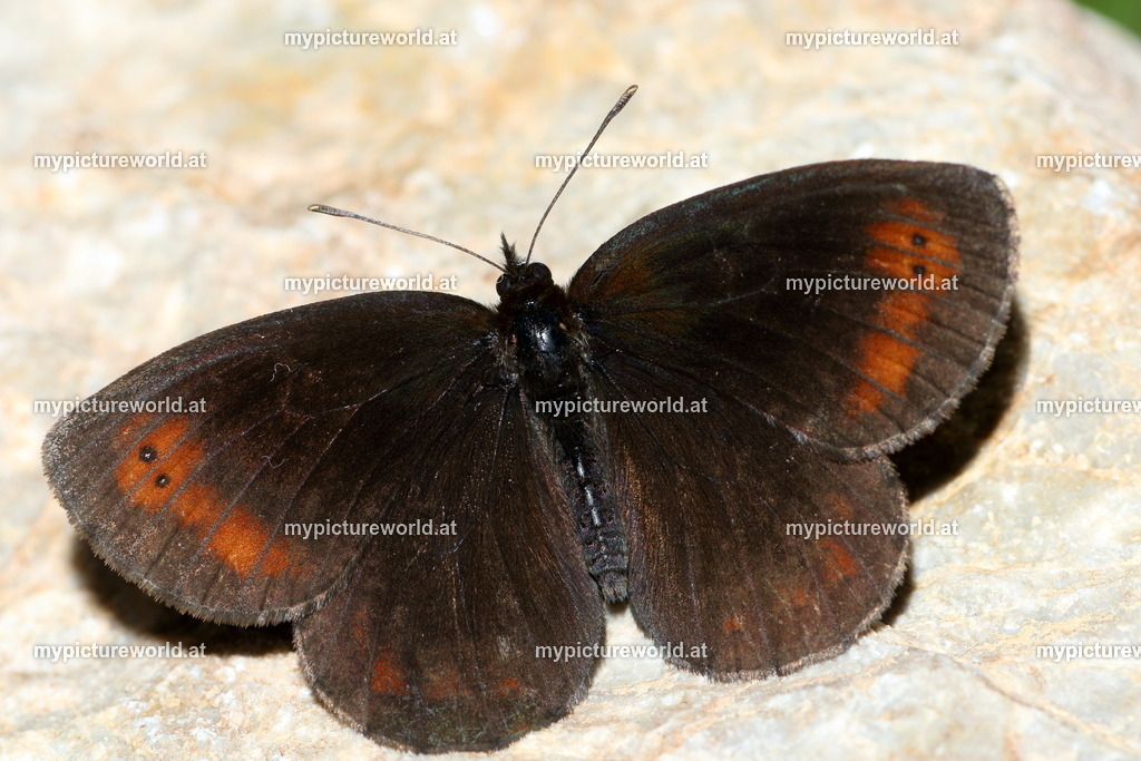 Erebia pronoe-005 | Das Bilderarchiv über Tiere, Planzen und Landschaften. In der Bilddatenbank finden Sie ein große Auswahl an hochwertigen Bilder für Ihre Werbung - Realisiert mit Pictrs.com
