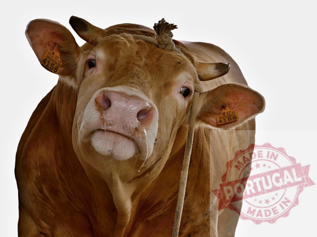 Brown bull with ear tag and rope looking at camera | Brown domestic bull with a wet muzzle and ear tags looking at the camera - Realisiert mit Pictrs.com