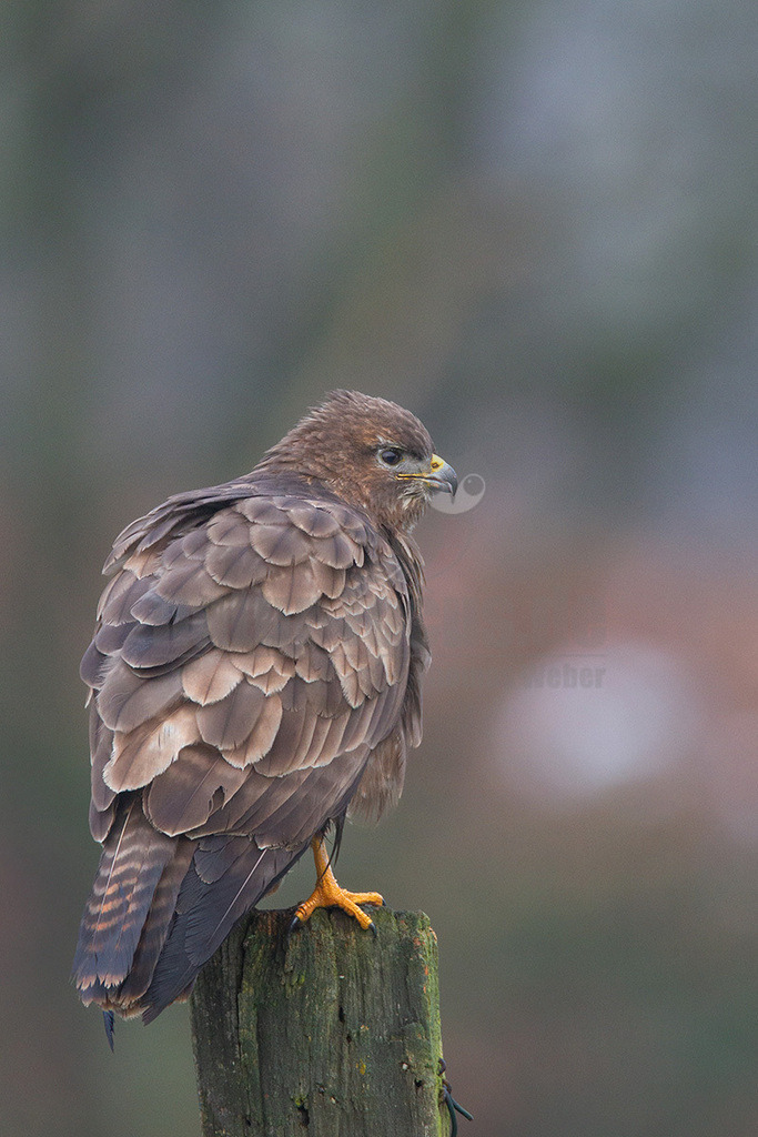 20130217094747 | Ein Mäusebussard (Buteo buteo) sitzt auf einem moosbewachsenen Holzpfahl und blickt nach rechts. Sein Gefieder ist überwiegend braun und grau mit helleren Unterseiten der Federn, die ein geschupptes Muster bilden. Der Hintergrund ist unscharf und in Grautönen gehalten. - Realisiert mit Pictrs.com
