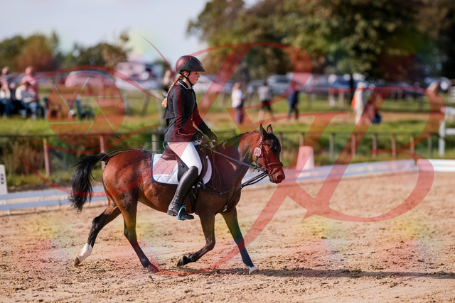 2026_10_03_Siefer-Hof_120703_Z81_08603001 | Professionelle Reitsport-, Turnier- und Eventfotografie von Robert Broda. Galerien mit ausgewählten und bearbeiteten Bildern direkt online ansehen und bestellen.
