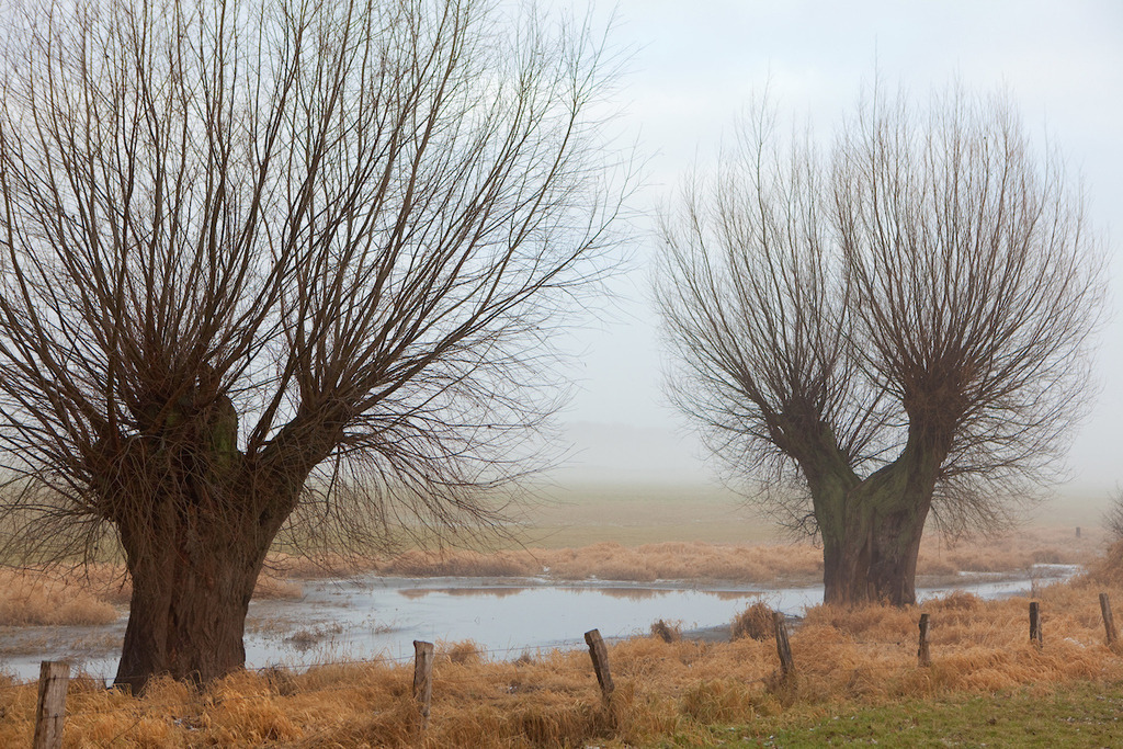 170108-071 | Europa, DEU, Deutschland, NRW, Nordrhein Westfalen, Niederrhein, Rheinland, Xanten, Naturschutzgebiet Xantener Altrhein, Bislicher Insel, Typische Landschaft, Winter, Dunst, Nebel, Frost, Typische Kopfweiden, Kategorien und Themen, Natur, Umwelt, Landschaft, Jahreszeiten, Stimmungen, Landschaftsfotografie, Landschaften, Landschaftsphoto, Landschaftsphotographie, Wetter, Wetterelemente, Wetterlage, Wetterkunde, Witterung, Witterungsbedingungen, Wettererscheinungen, Meteorologie, Wettervorhersage

[Fuer die Nutzung gelten die jeweils gueltigen Allgemeinen Liefer-und Geschaeftsbedingungen. Nutzung nur gegen Verwendungsmeldung und Nachweis. Download der AGB unter http://www.image-box.com oder werden auf Anfrage zugesendet. Freigabe ist vorher erforderlich. Jede Nutzung des Fotos ist honorarpflichtig gemaess derzeit gueltiger MFM Liste - Kontakt, Uwe Schmid-Fotografie, Duisburg, Tel. (+49).2065.677997, ..archiv@image-box.com, www.image-box.com] - Realisiert mit Pictrs.com