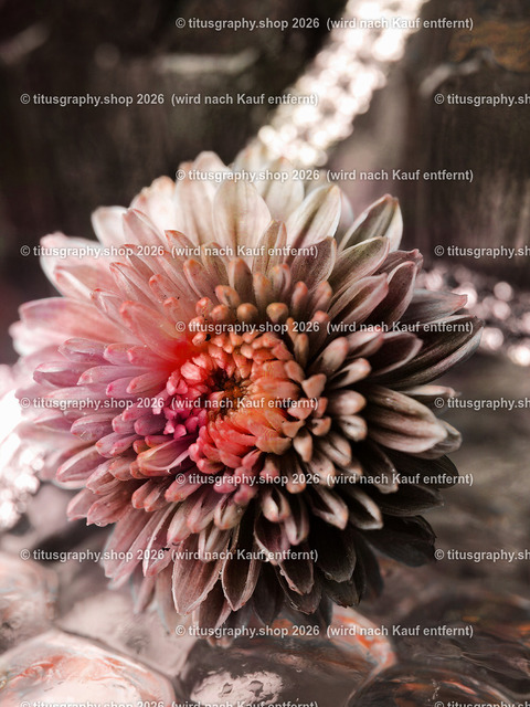 titusgraphy_P7149079_pe27-vz-nl | titusgraphy-shop: Geschenkideen mit Qualitätsfotos. titusgraphy-shop: gift ideas with quality photos. titusgraphy-shop: idées cadeaux avec photos de qualité.  - Realisiert mit Pictrs.com