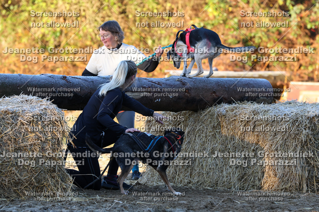 Dog Paparazzi - Strongdog 10-25-572 | Dog Paparazzi Jeanette Grottendiek Fotografie & Videografie - Realisiert mit Pictrs.com