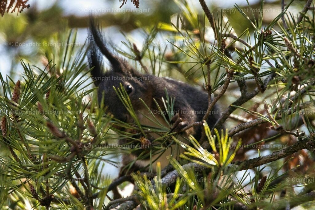 IMG_0411-LU2 | fotografie-graf - Realisiert mit Pictrs.com