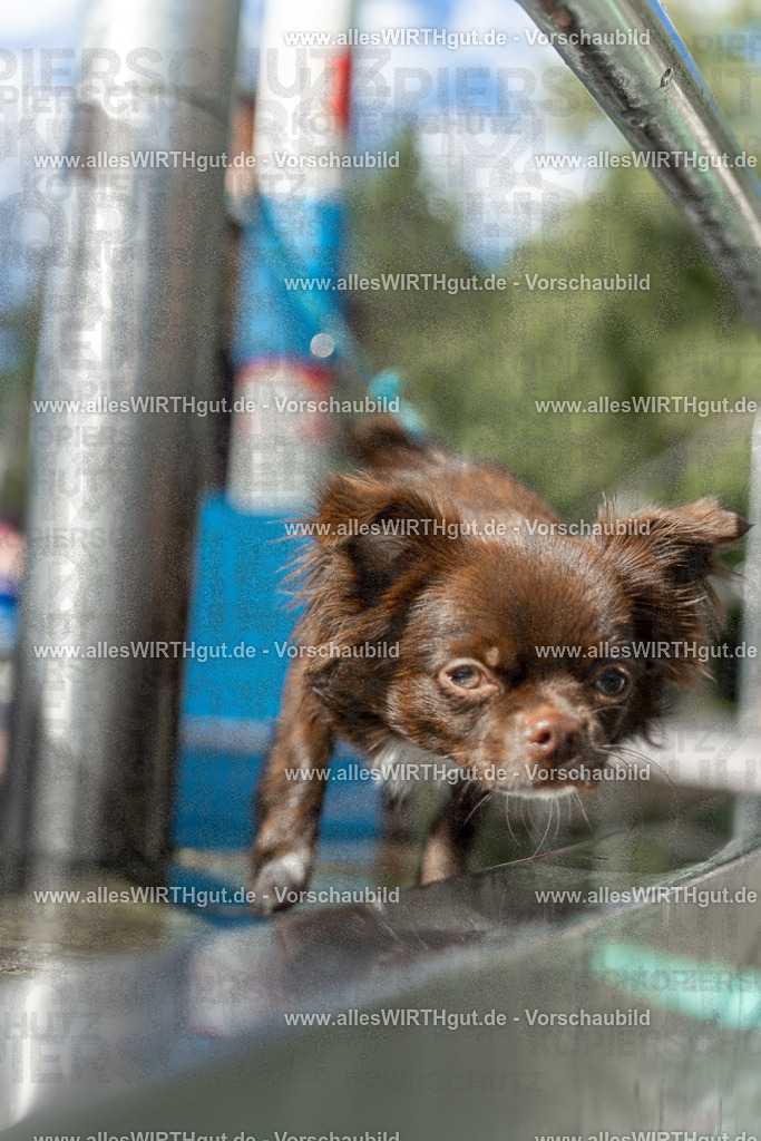 Hundeschwimmen_Volksbad_2026-allesWIRTHgut_Tierfotografie-2609061437-7R501139 | Professionelle Tierfotografie in Mönchengladbach von Daniel Wirth (allesWIRTHgut). Liebevolle & natürliche Bilder von Hunden & Katzen für unvergessliche Erinnerungen.