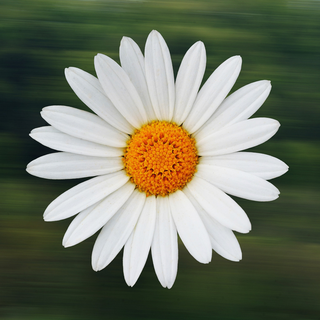 20230617_DSC06046_filter_1_1 | In diesem Shop werden vorwiegend künstlerisch hochstehende Aufnahmen aus dem Bereich der Naturfotografie zum Verkauf angeboten. - In this store mainly artistic high quality shots from the field of nature photography are offered for sale. - Realisiert mit Pictrs.com