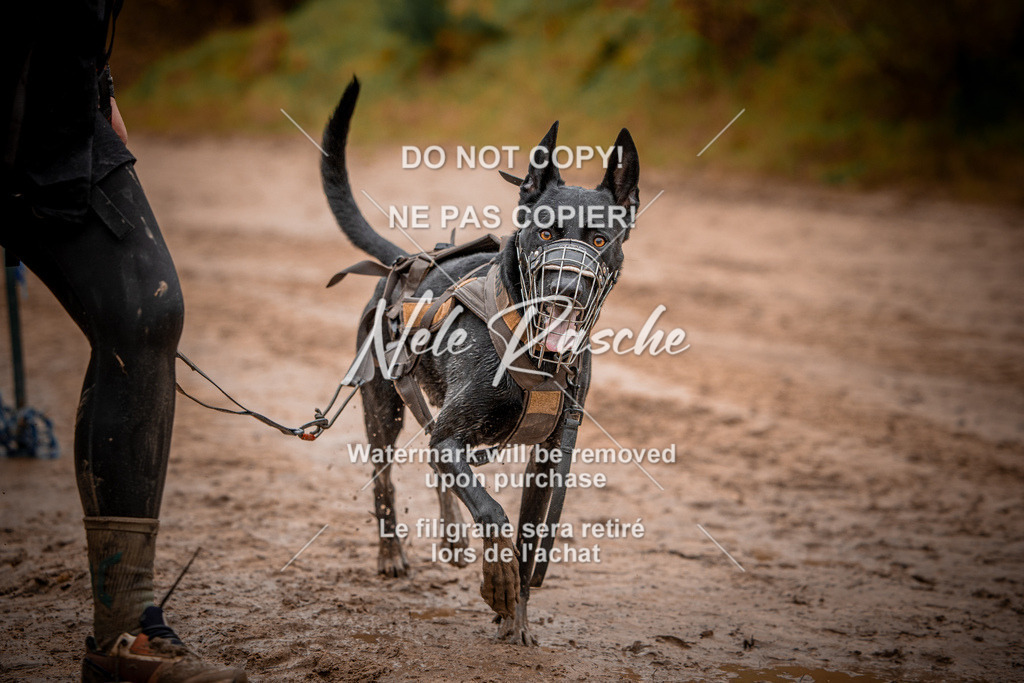 nelerasche_Creepy2025_Sa11-12_49 | nelerasche