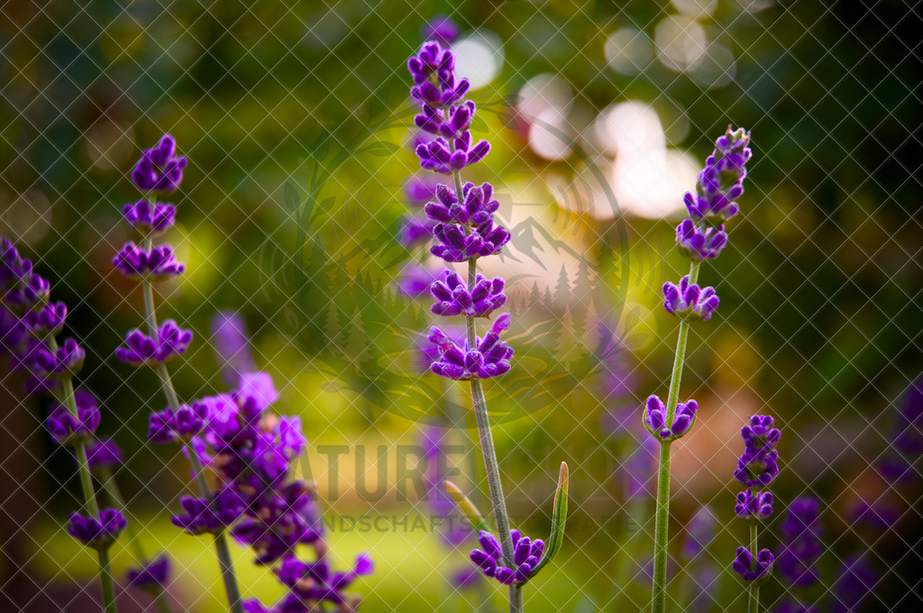 Lavendel Blooming | Wir bieten diverse Fotodrucke und Produkte entweder bereits vorgefertigter und selbstgeschossener Motive, sowie auch die Möglichkeit eigene Motive auf diverse Foto- und Wandbildartikel zu drucken. Eigene Uploads finden Sie im Warenkorb oder am unteren End - Realisiert mit Pictrs.com