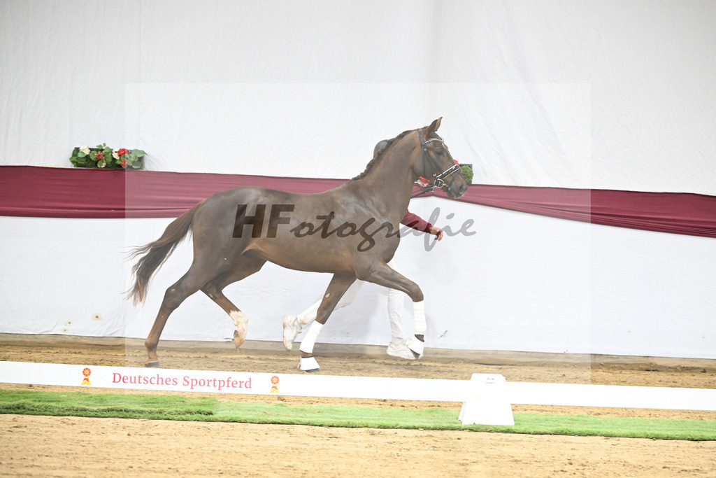 Kat-Nr. 32 Va Bene x Delatio_Simonne Spaeth_47251071 | hf-fotografie - Realisiert mit Pictrs.com