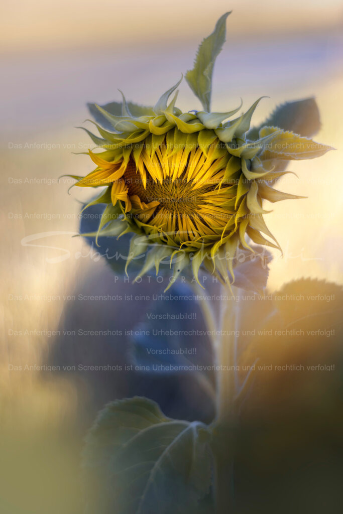 Verträumt | Exklusive Naturfotografie für stilvolle Wanddekoration ★ Premium Wandbilder Made in Germany ✔️ FineArt Drucke & Downloads ✔️ Brillante Farben, höchste Qualität & weltweiter Versand ✔️ - Realisiert mit Pictrs.com