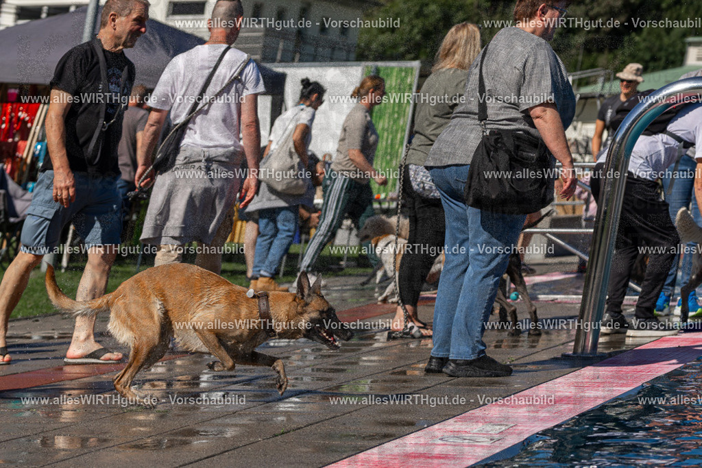 Hundeschwimmen_Volksbad_2026-allesWIRTHgut_Tierfotografie-2609061124-FAY06227 | Professionelle Tierfotografie in Mönchengladbach von Daniel Wirth (allesWIRTHgut). Liebevolle & natürliche Bilder von Hunden & Katzen für unvergessliche Erinnerungen.