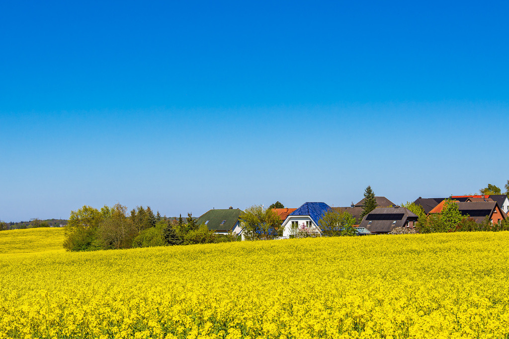 Blühendes Rapsfeld und Bäume im Frühling bei Sildemow | Blühendes Rapsfeld und Bäume im Frühling bei Sildemow.