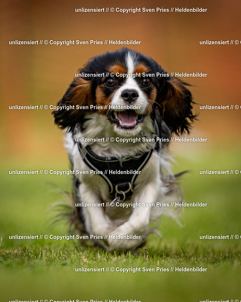 Sven Pries | 2024-09-22 - Hunderennen Baden-BadenPudelverein - Realisiert mit Pictrs.com